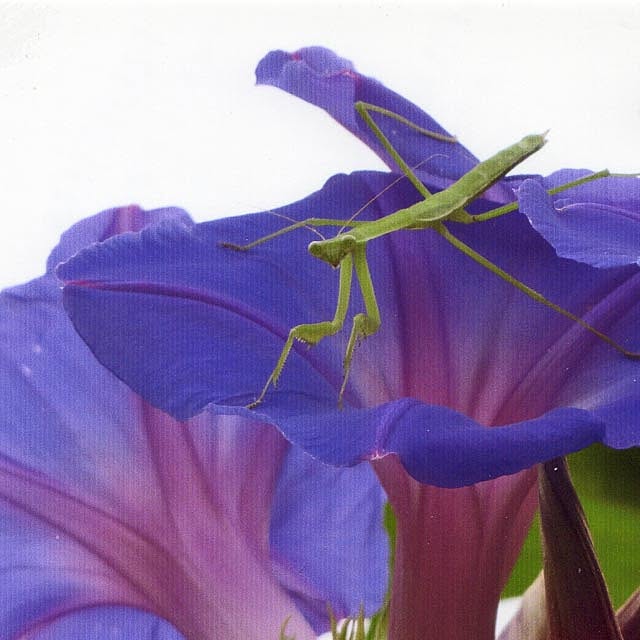 tulip0110さんの実例写真