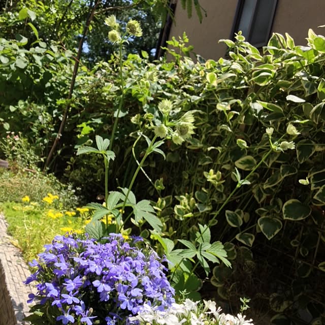 dicekbeetleさんの実例写真