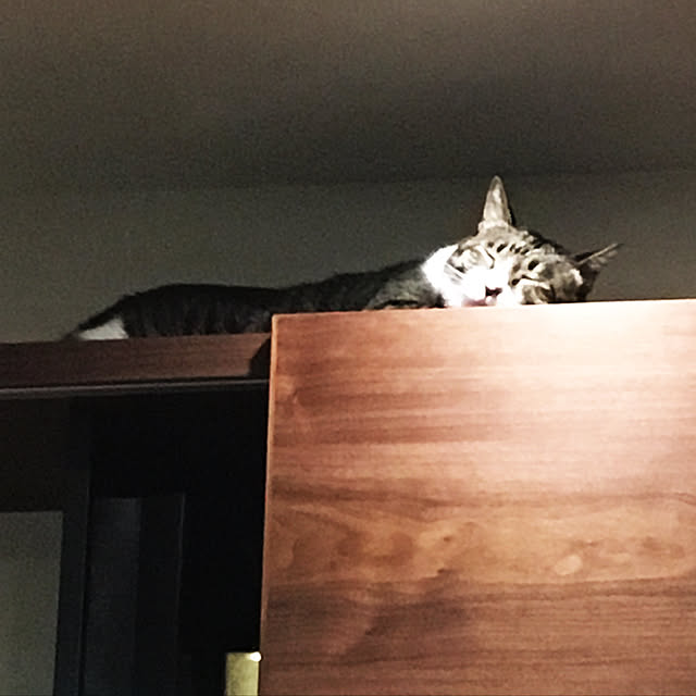 totoroさんの実例写真