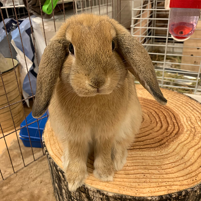 Applelemonさんの実例写真