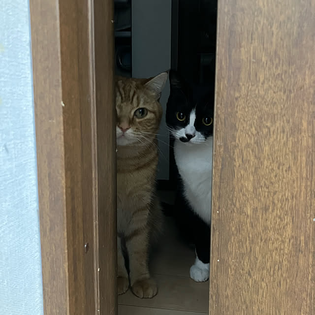 nekoさんの実例写真