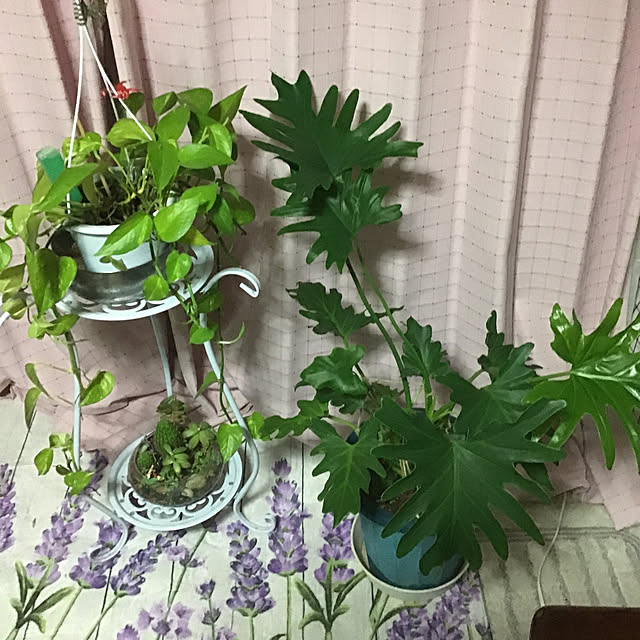 YUKIEさんの実例写真