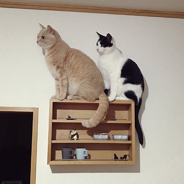 nicoさんの実例写真