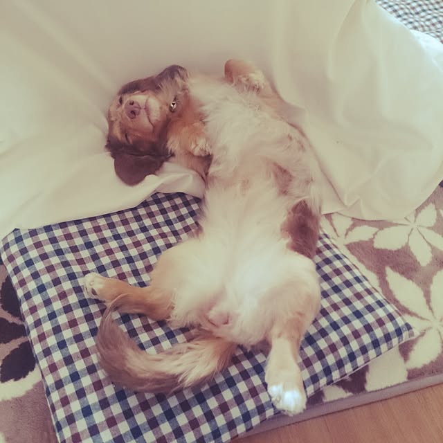 Yukariさんの実例写真