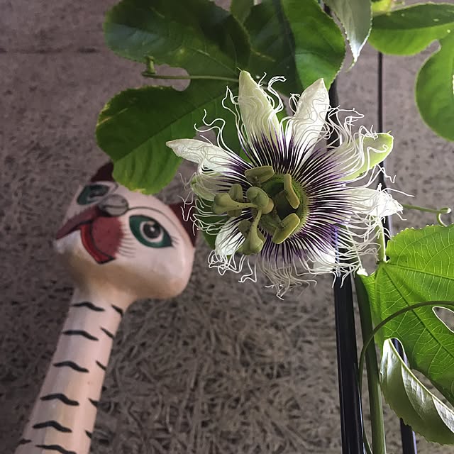 ucochanさんの実例写真