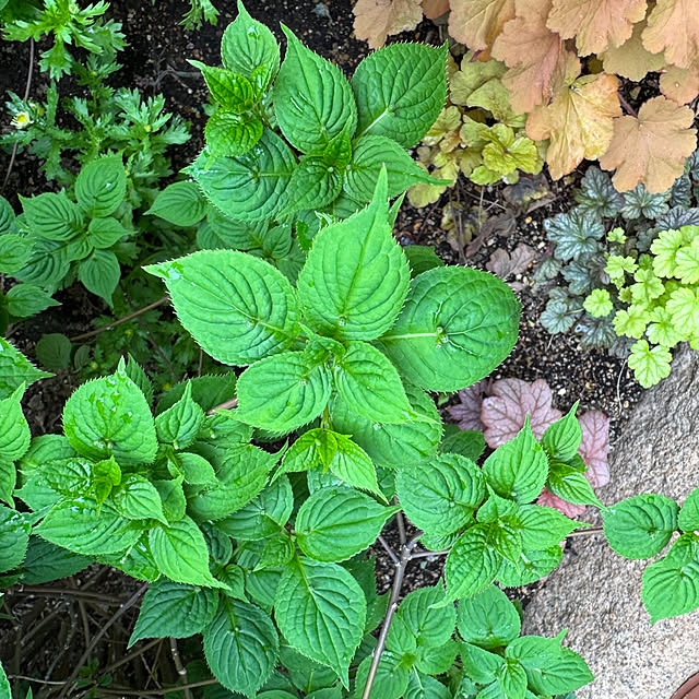 mamizaさんの実例写真
