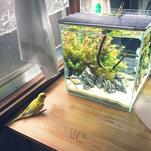 pipiさんの実例写真