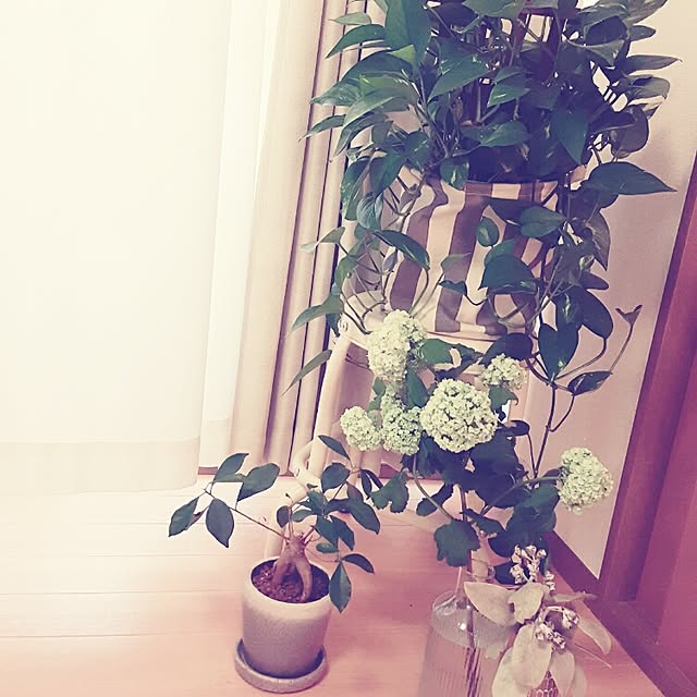 puuさんの実例写真