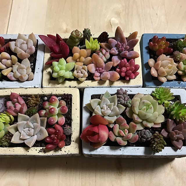 Kumiさんの実例写真