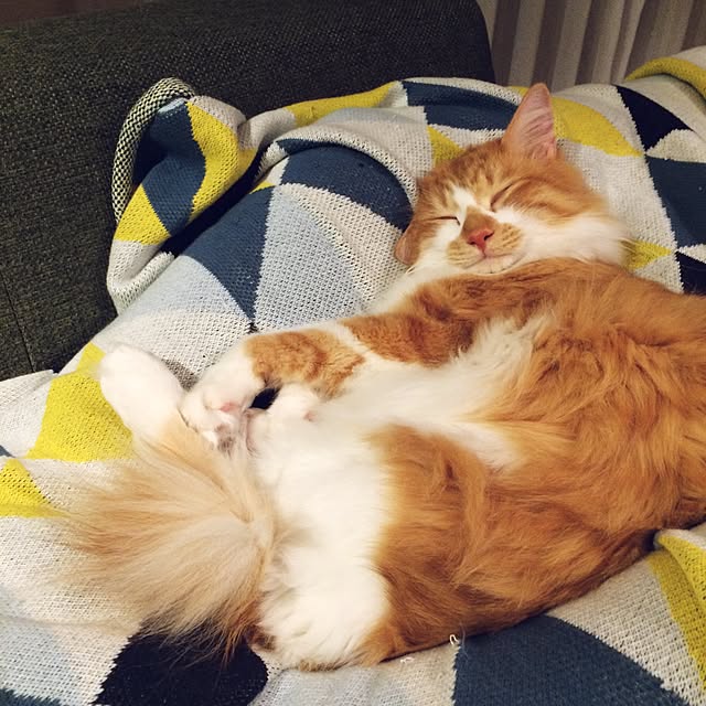 Reikoさんの実例写真