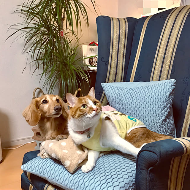yurincaさんの実例写真