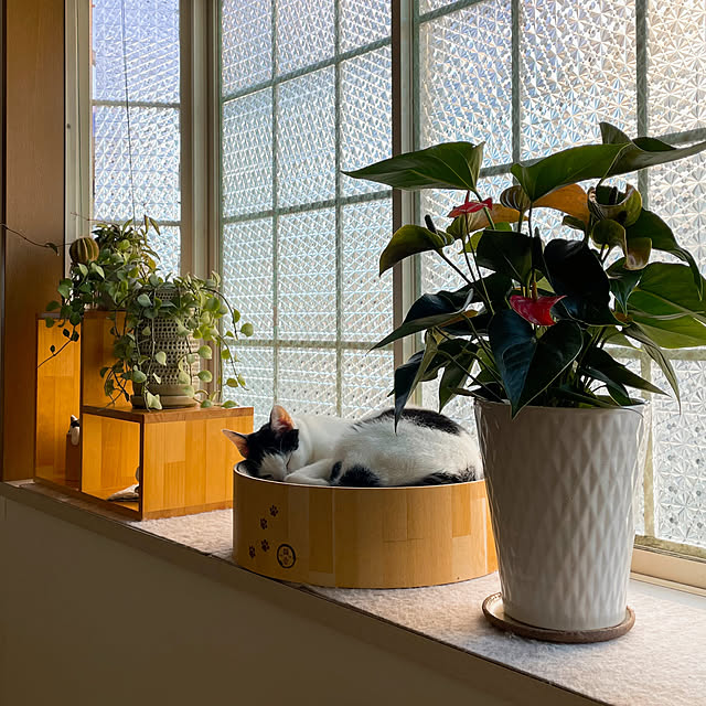 nobikoさんの部屋