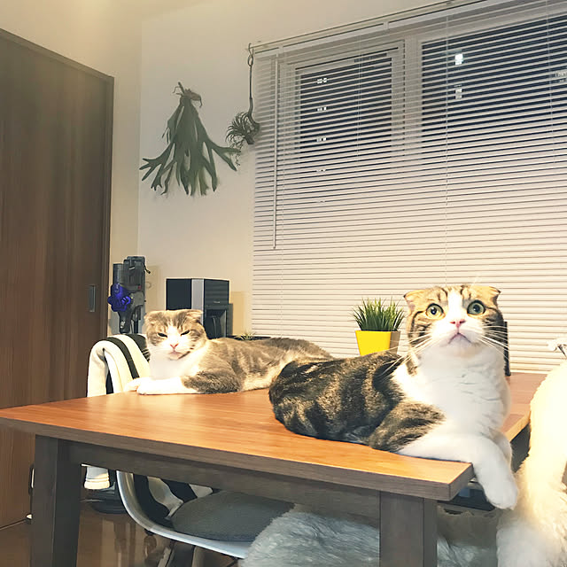 tansukeさんの実例写真