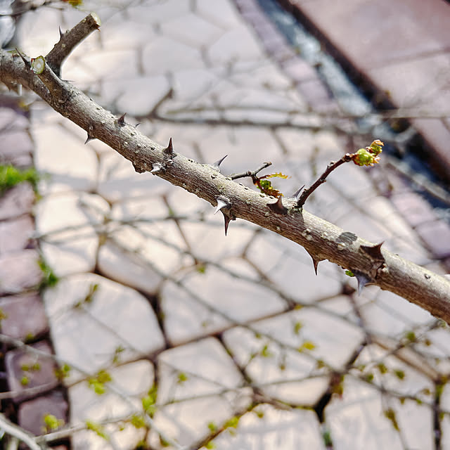 chanduさんの部屋