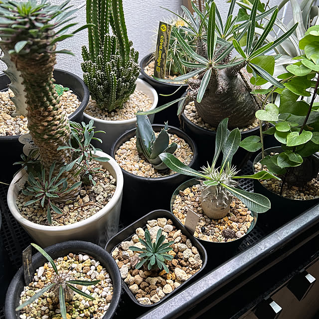 Simbaさんの実例写真