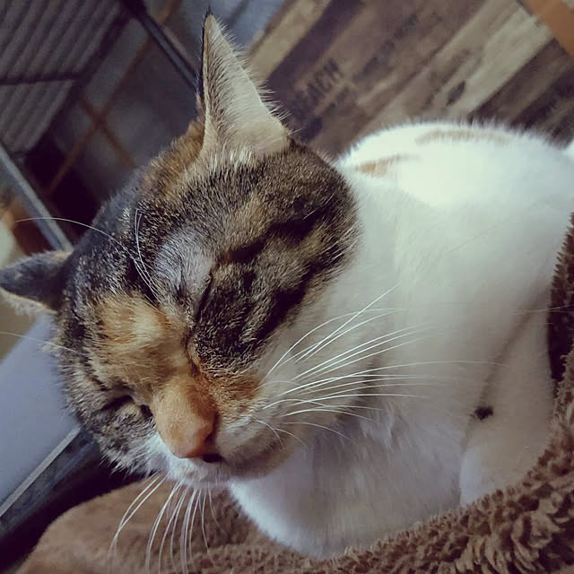 momoki1020さんの実例写真