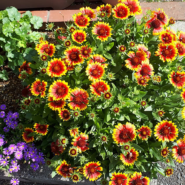 momoさんの実例写真