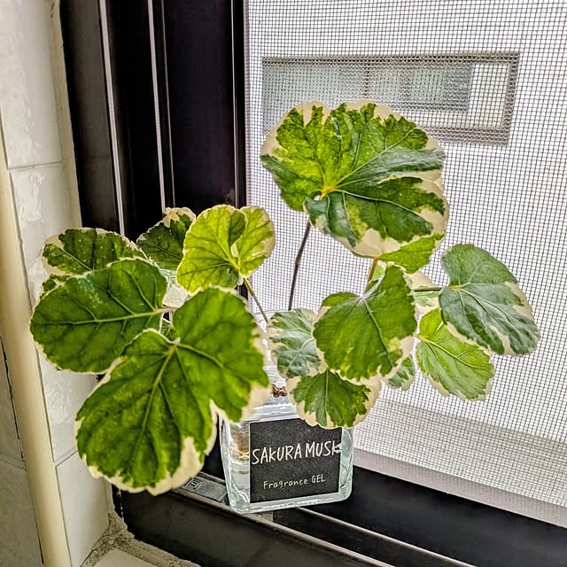 wumag418さんの実例写真