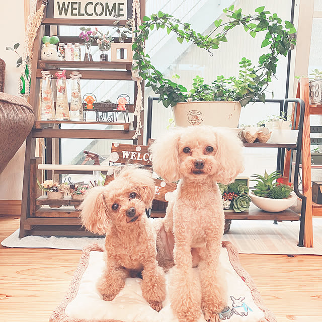 植物のある暮らし/トイプードルと暮らす/トイプードル多頭飼い/ナチュラルグリーン/植物...などのインテリア実例 - 2021-06-12 14:19:02