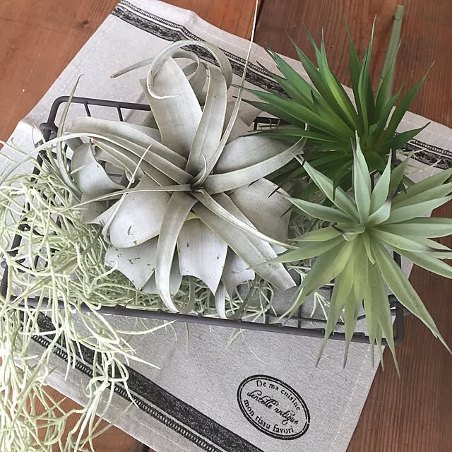 mamizoさんの実例写真