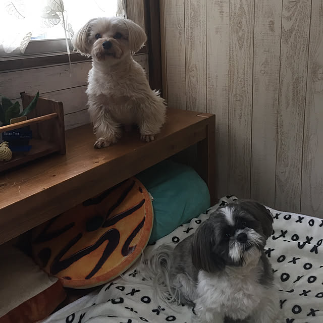 tenmaruさんの実例写真