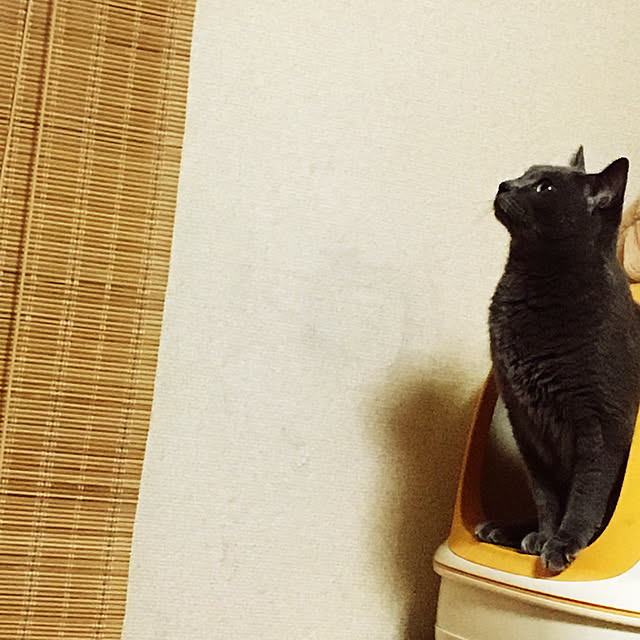 kocchanさんの実例写真