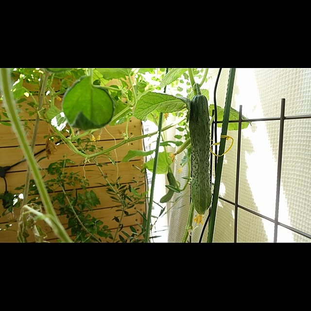NKGardenさんの実例写真