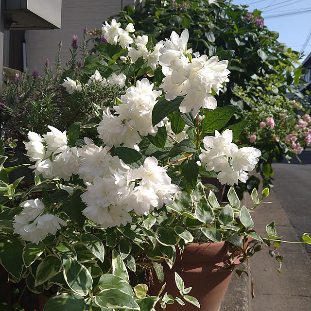 K-mamaさんの実例写真