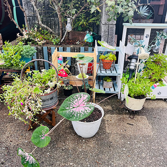jijiさんの部屋