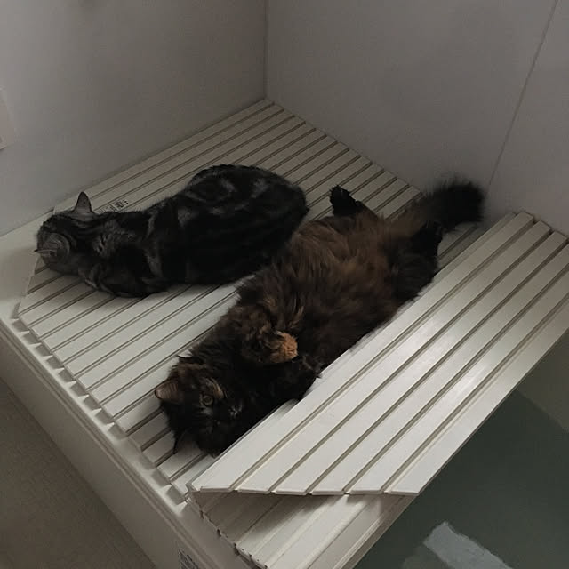 mikomaruさんの実例写真