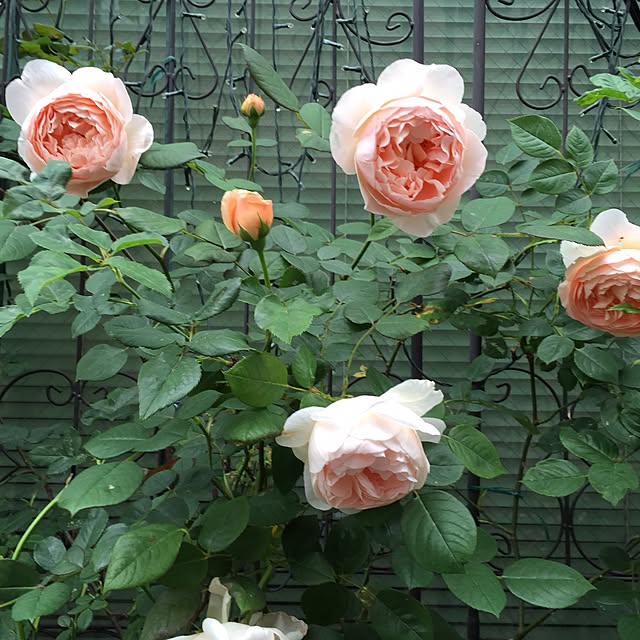greenroseさんの実例写真