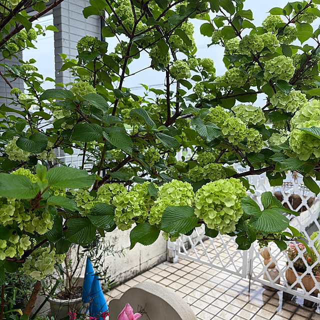 chIoeさんの部屋