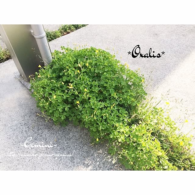 Geminiさんの実例写真