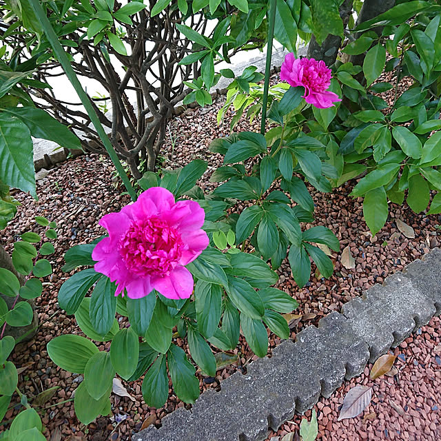 ayaさんの実例写真