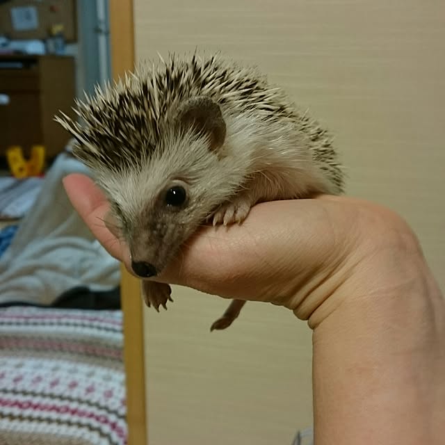 megmeg1450さんの実例写真