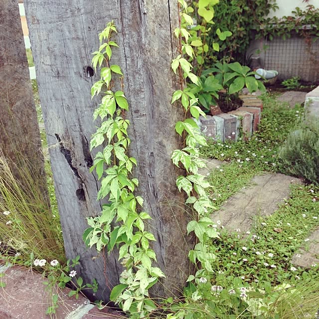 matricariaさんの実例写真