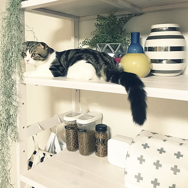 tansukeさんの実例写真