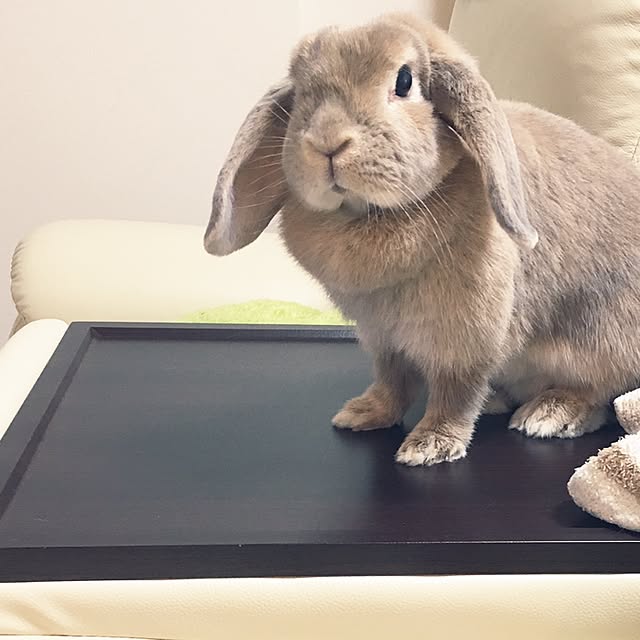 museさんの実例写真