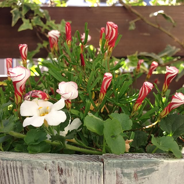 Nanaさんの実例写真