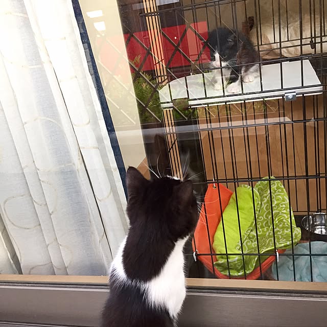 butachanさんの実例写真
