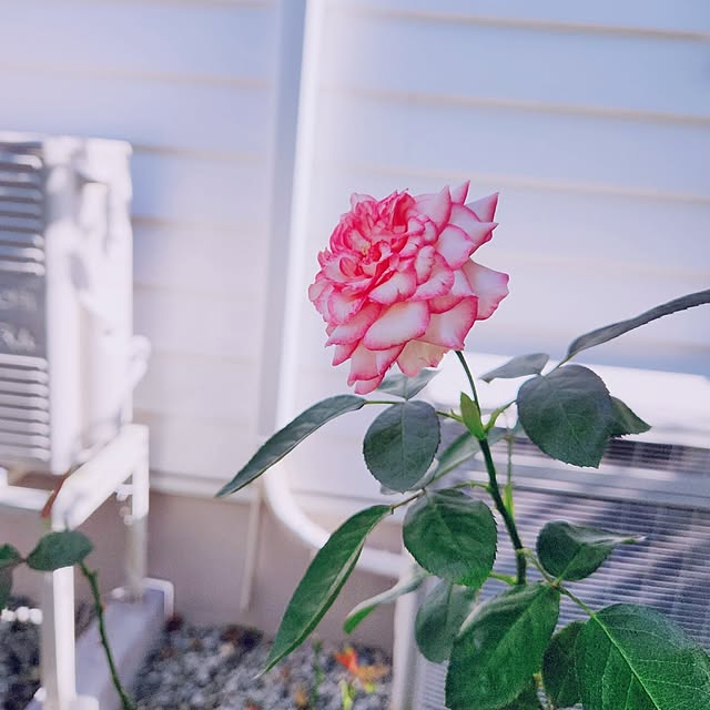 surviveさんの部屋
