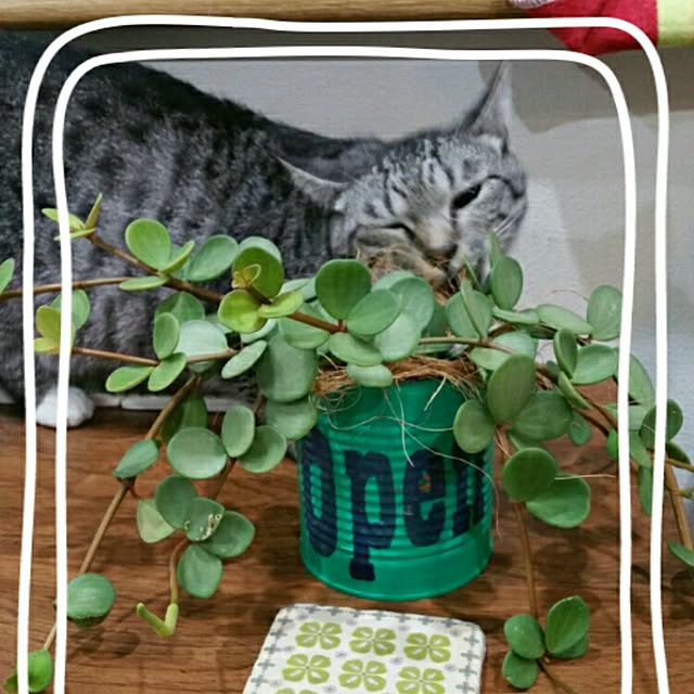 mamitasuさんの実例写真