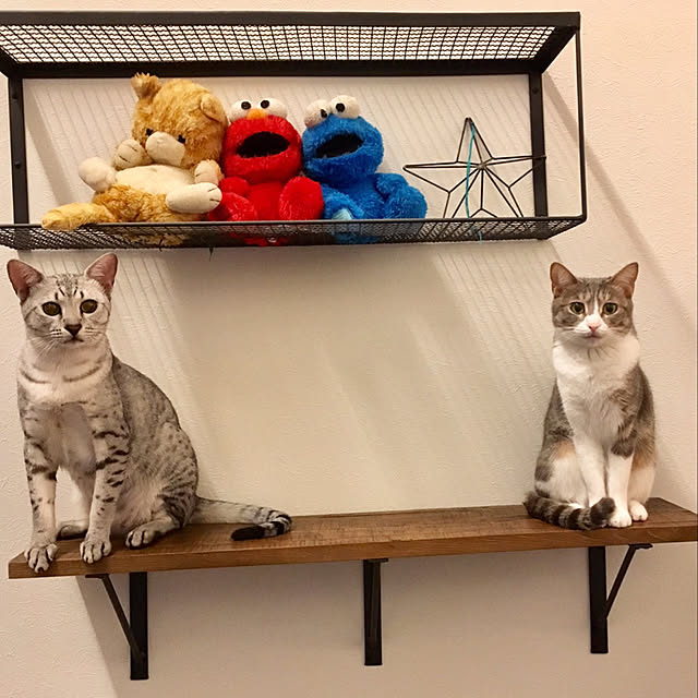 Shoさんの実例写真