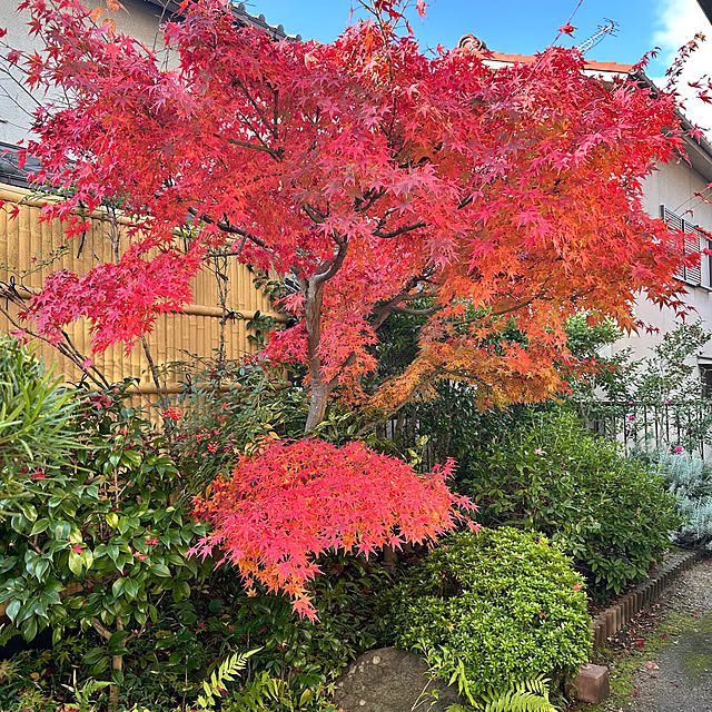 pirokoさんの実例写真
