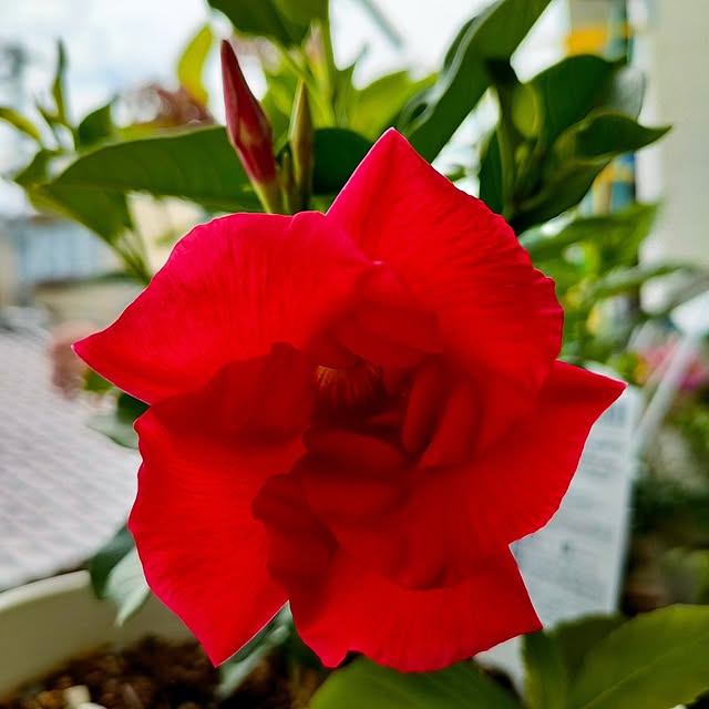 VERANDARJUNさんの実例写真