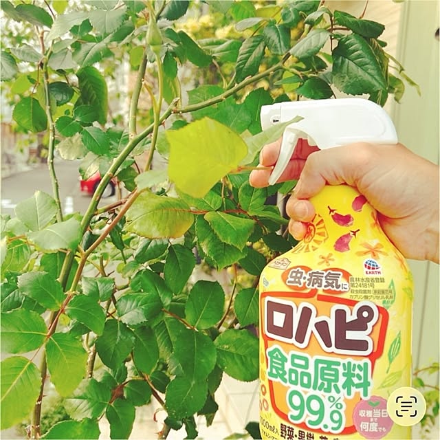 chisaさんの実例写真