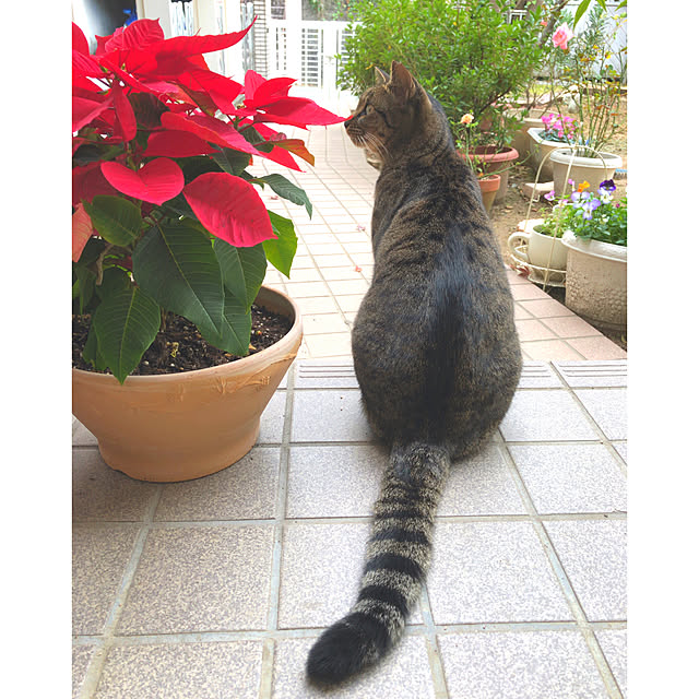 yumicyanさんの実例写真