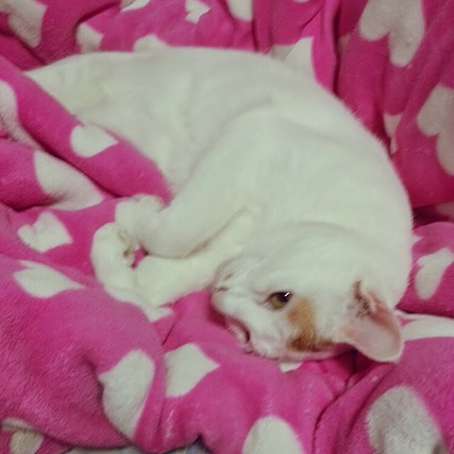 Yukikoさんの実例写真