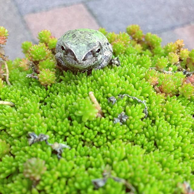 MIMICAさんの実例写真