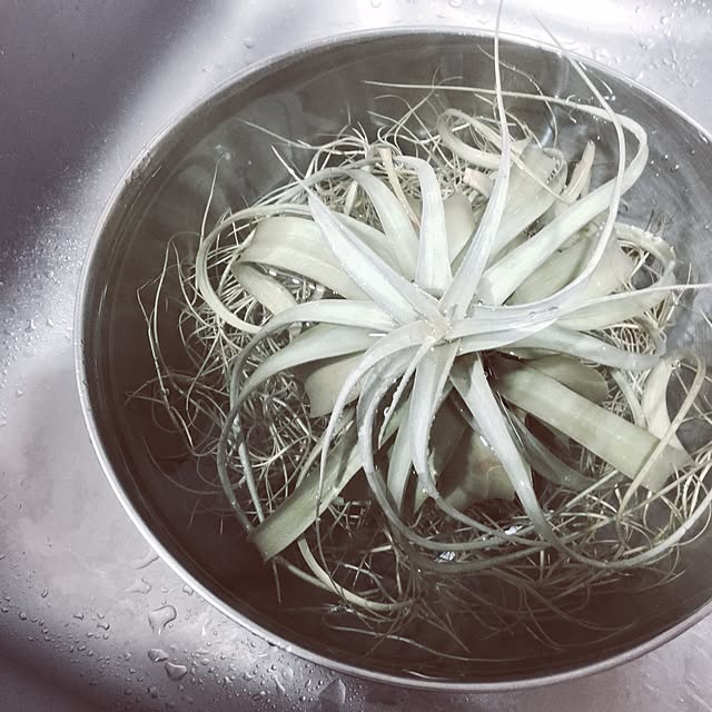 amipamaさんの実例写真